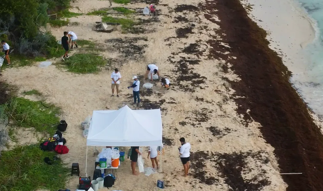 Sian Ka'an beach cleanup seen from the air: the crew, the tents and the sargassum along the shoreline.